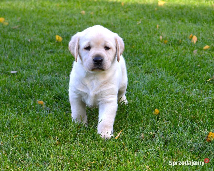 Samiec pies biszkoptowy Labrador Retriever Labrador