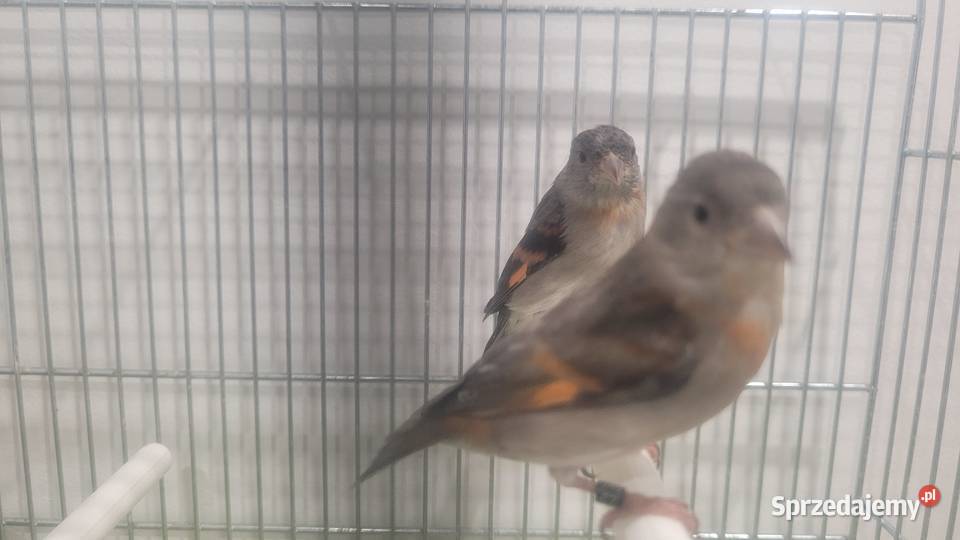 Czyżyki czerwone kapucynek Ptaki Wieliczka