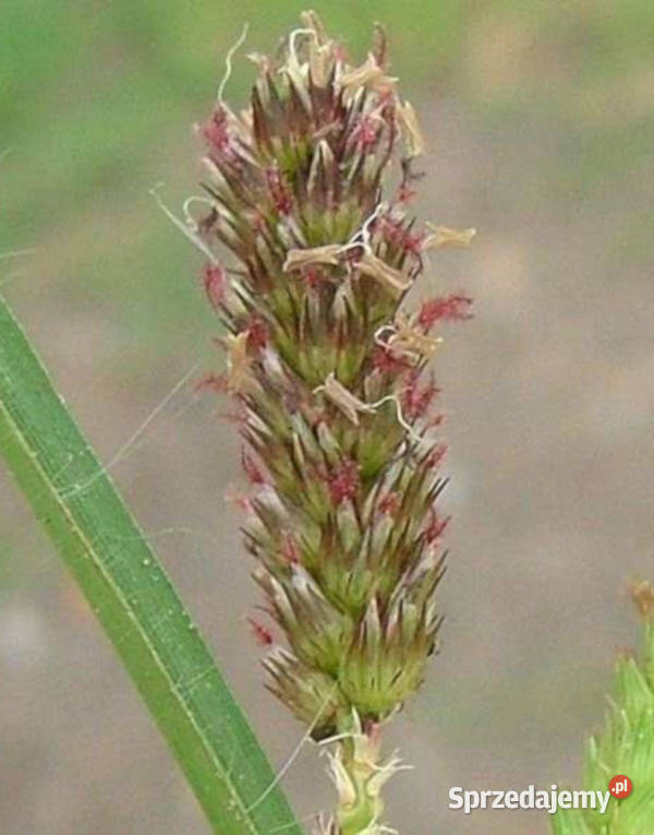 TRAWA PTASIA Cenchrus setigerus NASIONA 100g Lubanie sprzedam