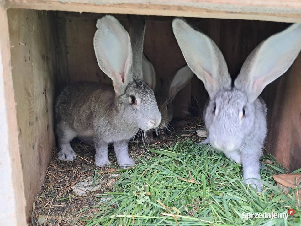 Króliki hodowlane Lublin