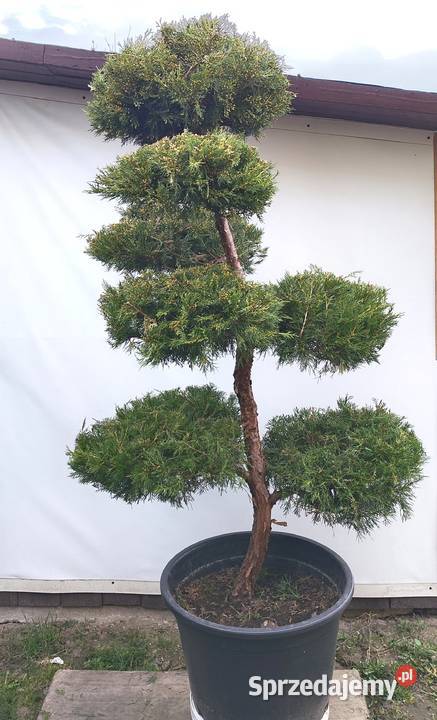 Bonsai Niwaki Jałowiec Kuriwao Gold Medynia Łańcucka