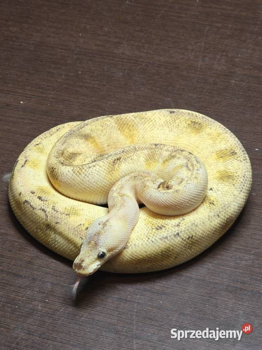 Pyton Krolewski Hodowla w niewoli śląskie Bytom