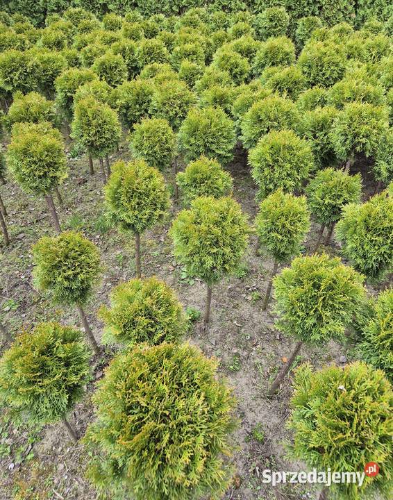 Tuje Szmaragd Kule 100 Piękne i Gęste Mąkolno wielkopolskie sprzedam