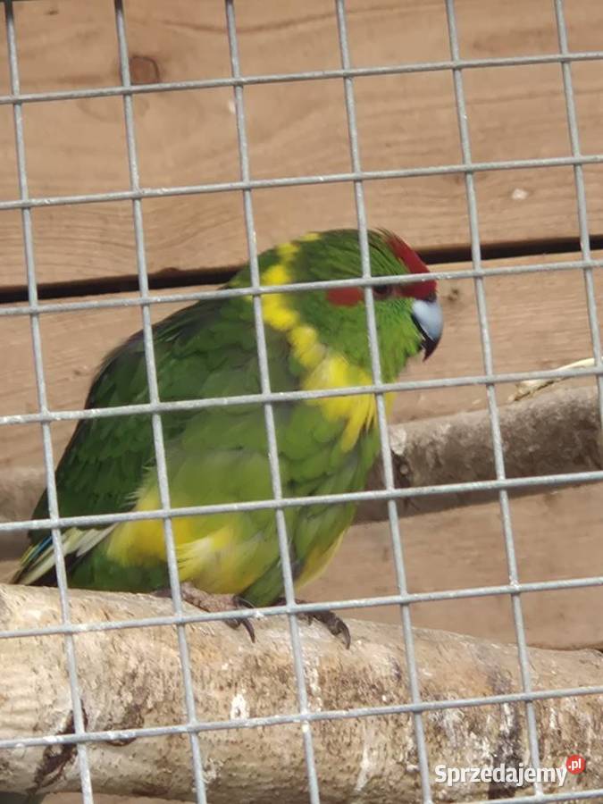 Papugi pomorskie Połchowo