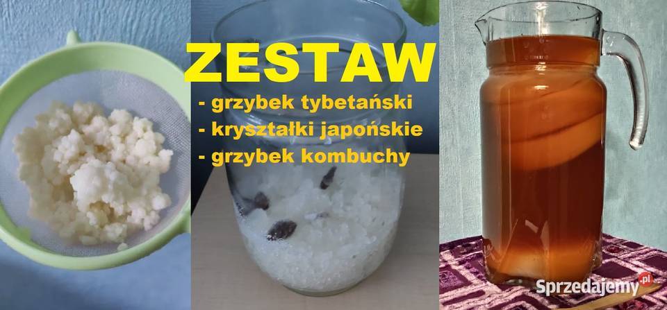 Grzybek tybetański Algi japońskie Kombucza sprzedam