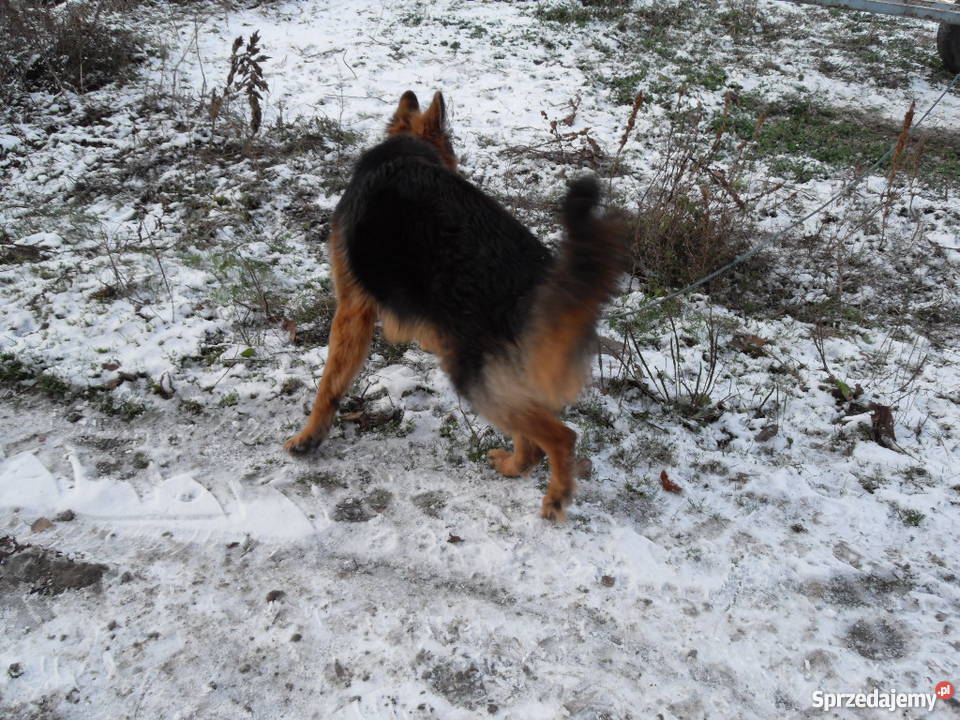 Owczarek niemiecki Opole Lubelskie