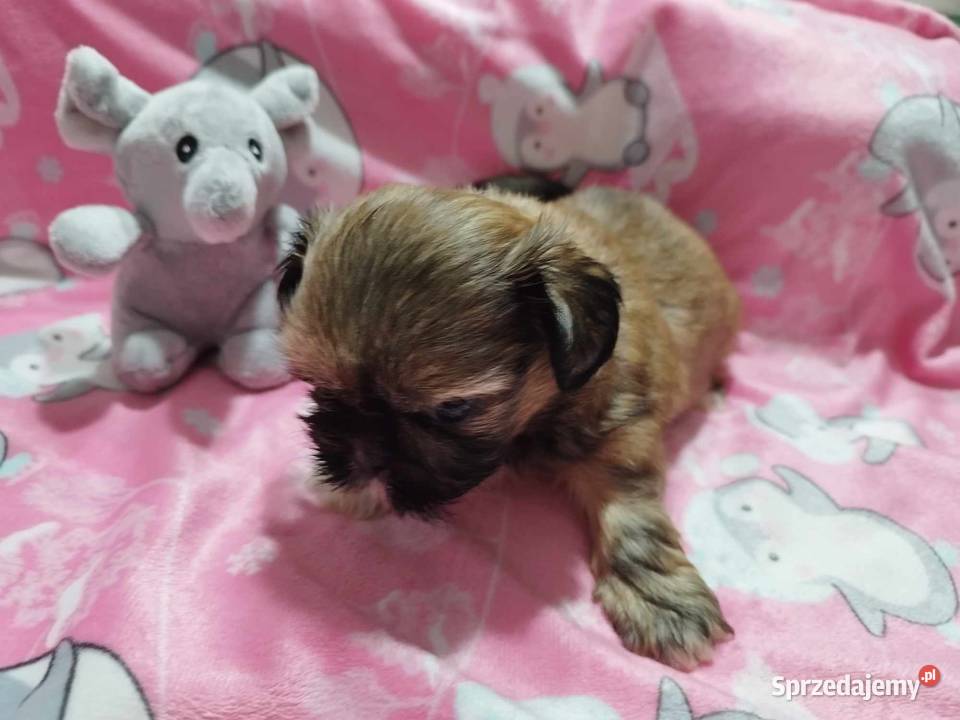 Shih Tzu Malutkie Wielkości Yoreczka Dąbrowa Górnicza