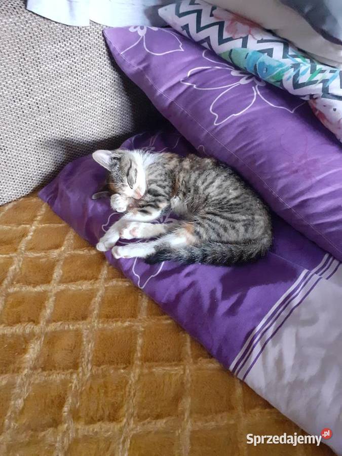 Oddam w rece śliczna 2 miesieczna koteczke kujawsko-pomorskie Bydgoszcz