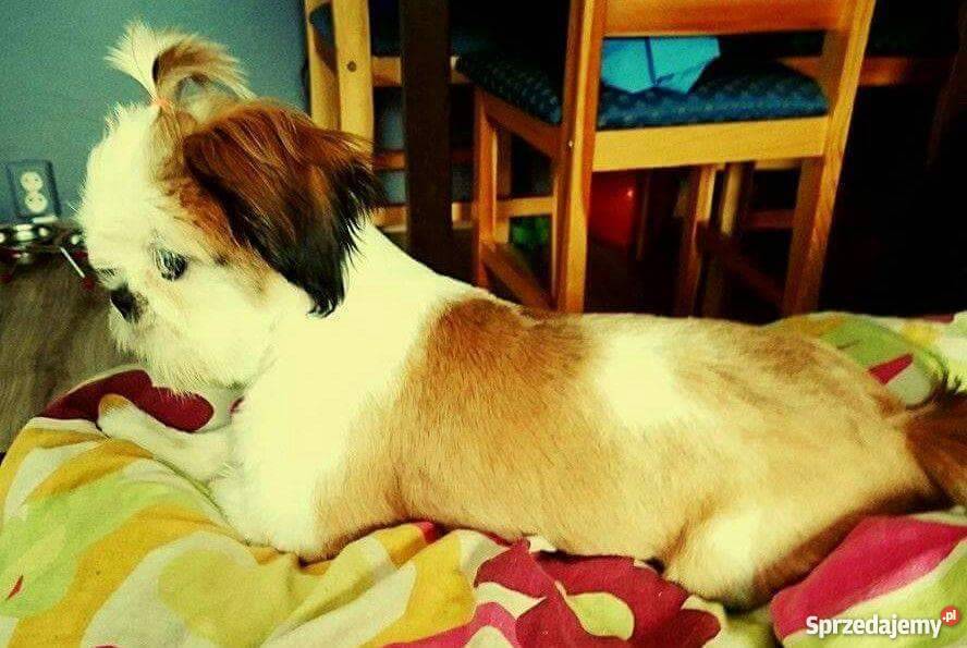 Shih Tzu Suczka Rybnik