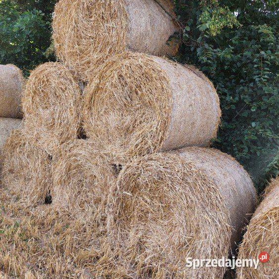 Słoma w rolkach Trawy, słoma Bychawa