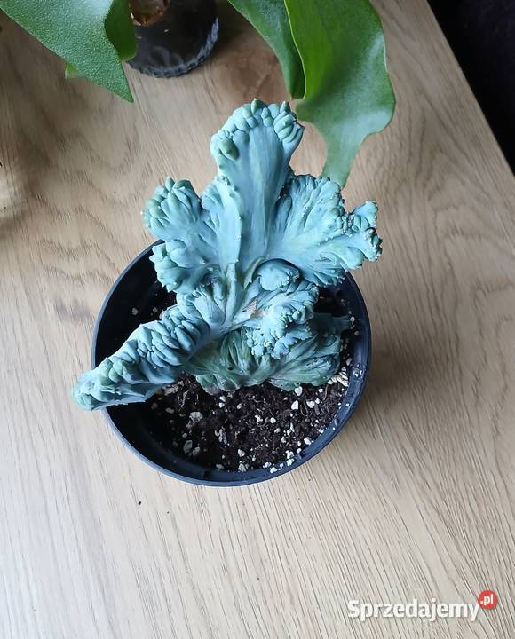 Myrtillocactus geometrizans cristata Kaktusy i sukulenty Częstochowa