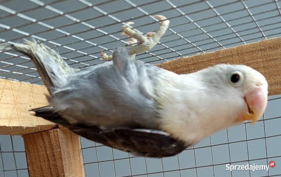 Nierozłączki podkarpackie