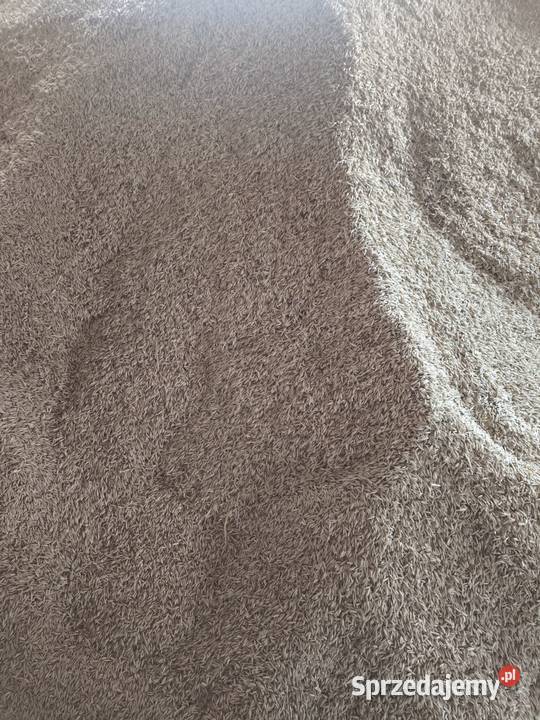 Owies wielkopolskie Jarocin