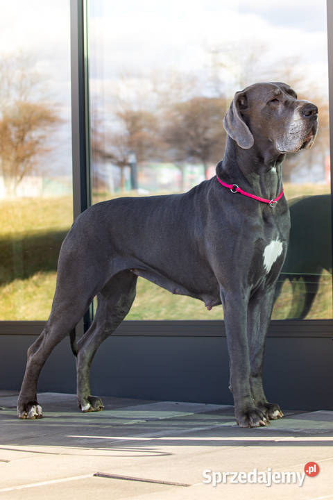 dog niemiecki szczenięta