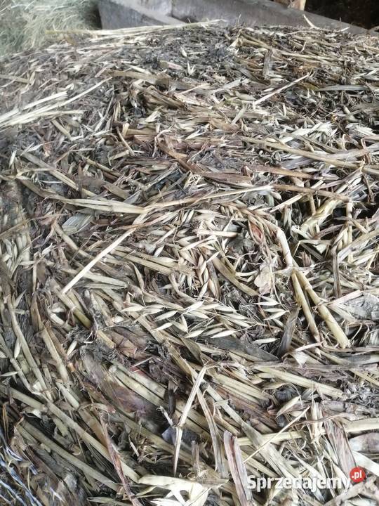 Kiszonka w balotach Pozostałe Pińczów