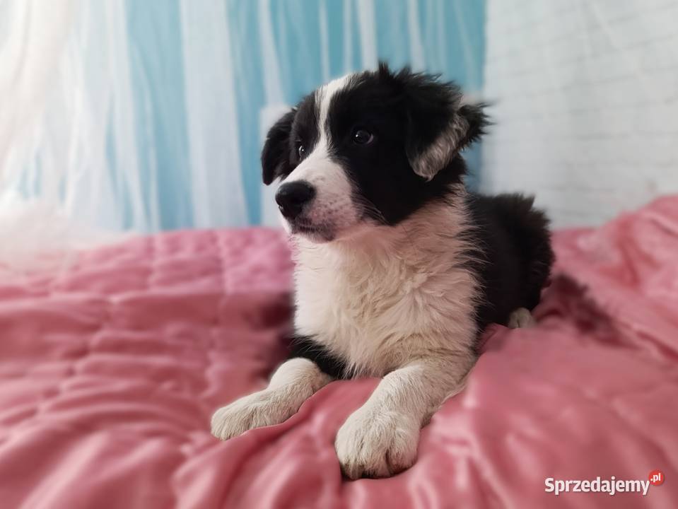 szczeniak suczka BORDER COLLIE czarnobiała Skołyszyn sprzedam
