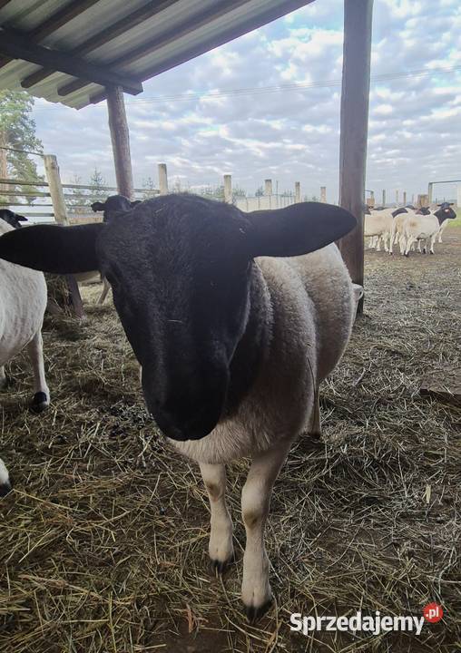 Baranki DORPER Owce baranek kastraty Cekcyn