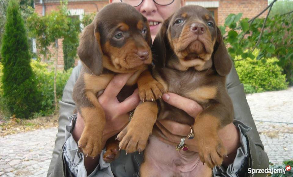 Gończe polski i czekoladowe Czarnolas