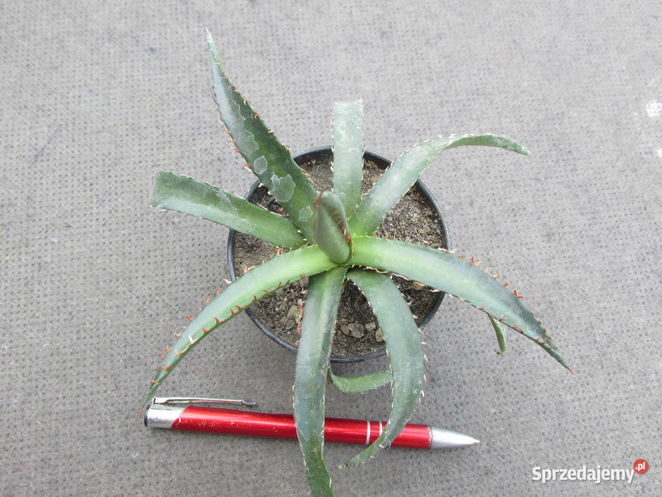 Niewielka agawa agave horrida ssp horrida Kraków