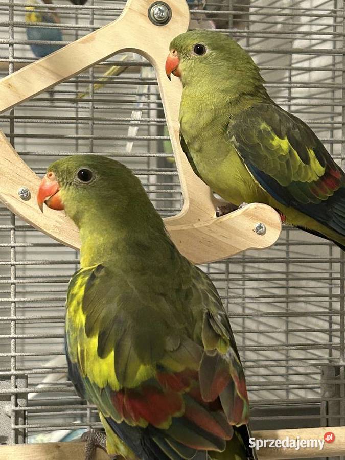 Papuga górska berg papugi górskie Gniewino