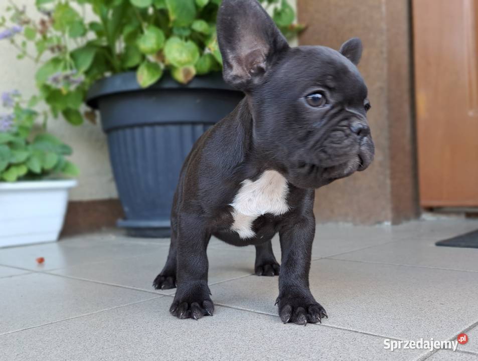 Buldog francuski sunia gotowy do odbioru Lublin