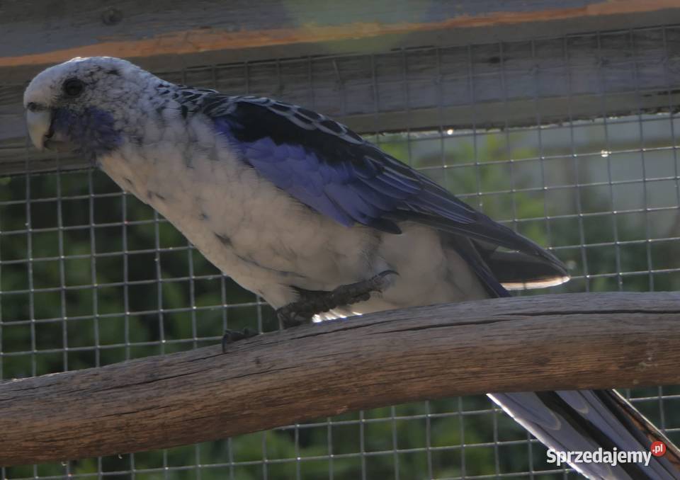 Rozella Królewska Niebieska