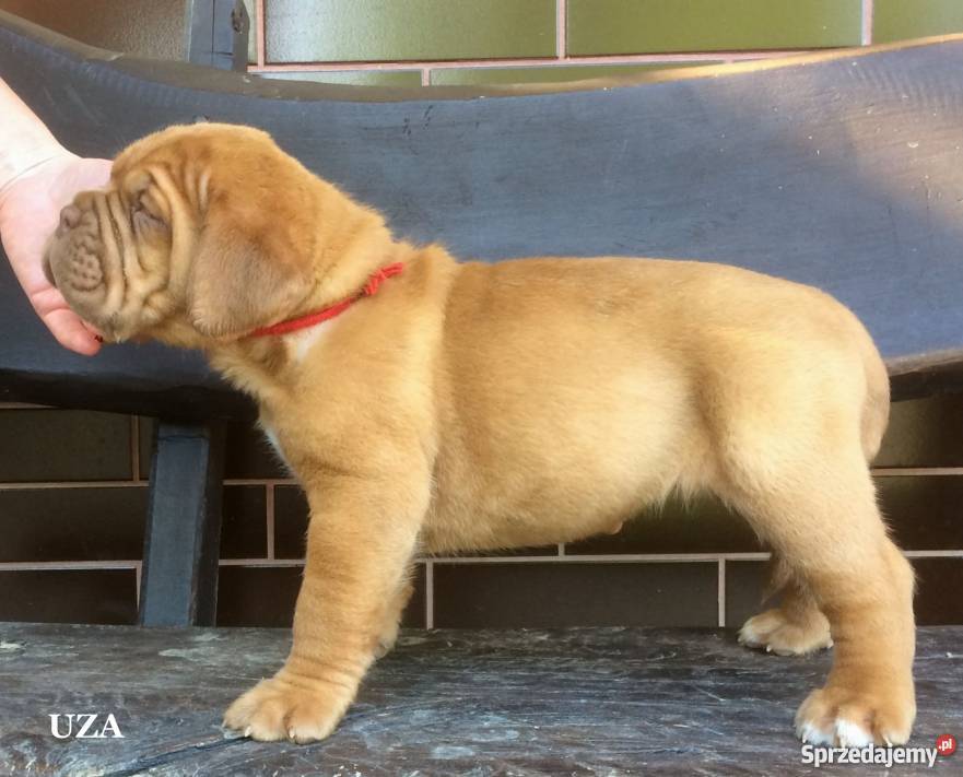 Dogue de Bordeaux Dog Mastif szczenięta FCIZKwP podkarpackie Iwonicz-Zdrój sprzedam