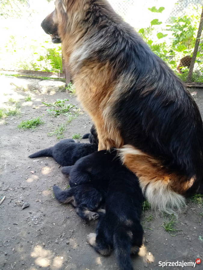 Owczarki niemieckie szczenięta świętokrzyskie Ostrowiec Świętokrzyski