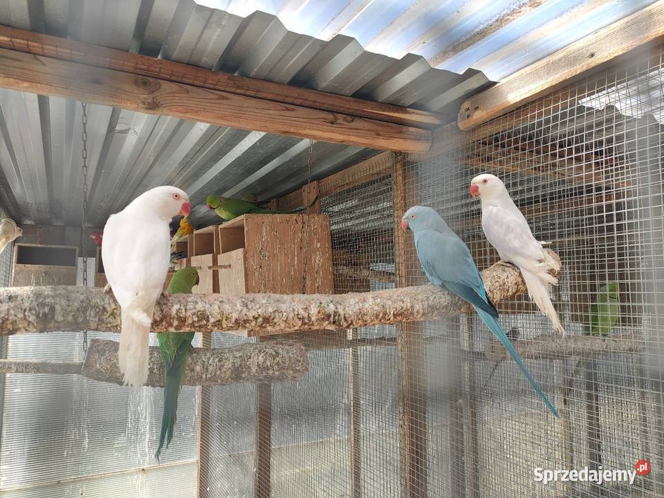 Aleksandretty obrozne i inne papugi Zwierzęta Bełchatów sprzedam
