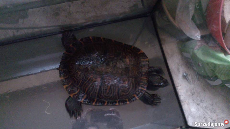 Oddam żółwia wodnolądowego podkarpackie Rzeszów