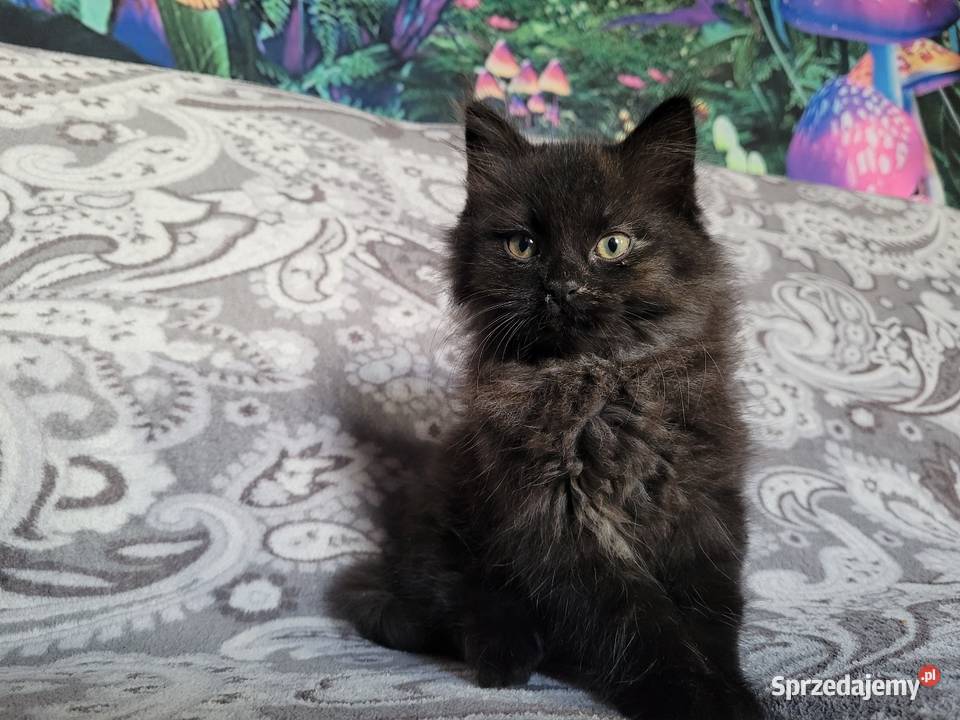 Maine Coon Polesie Mikułowskie