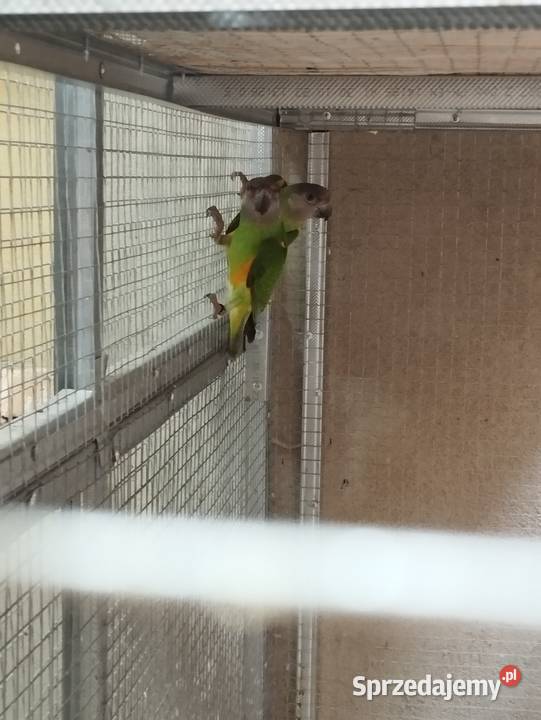 Afrykanki senegalskie 2025 podkarpackie sprzedam