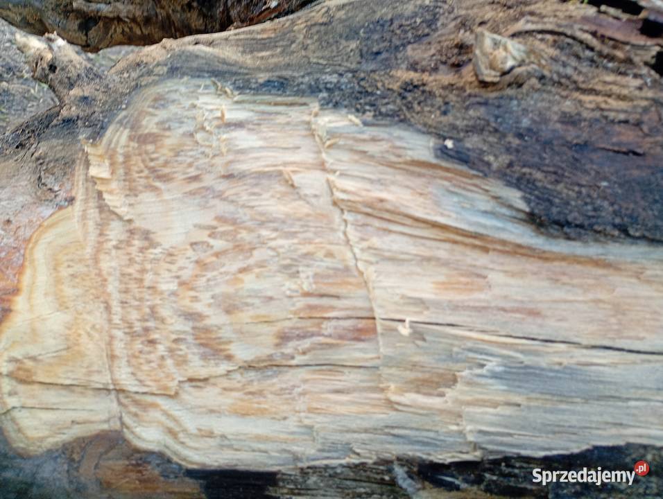 Korzeń drzazgi rozpałka Tyłowo