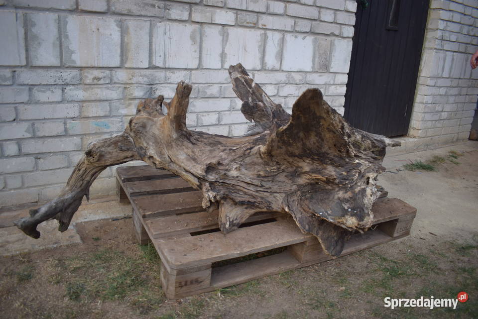 Niepowtarzalny korzeń ozdobny do ogrodu Pozostałe Połaniec sprzedam