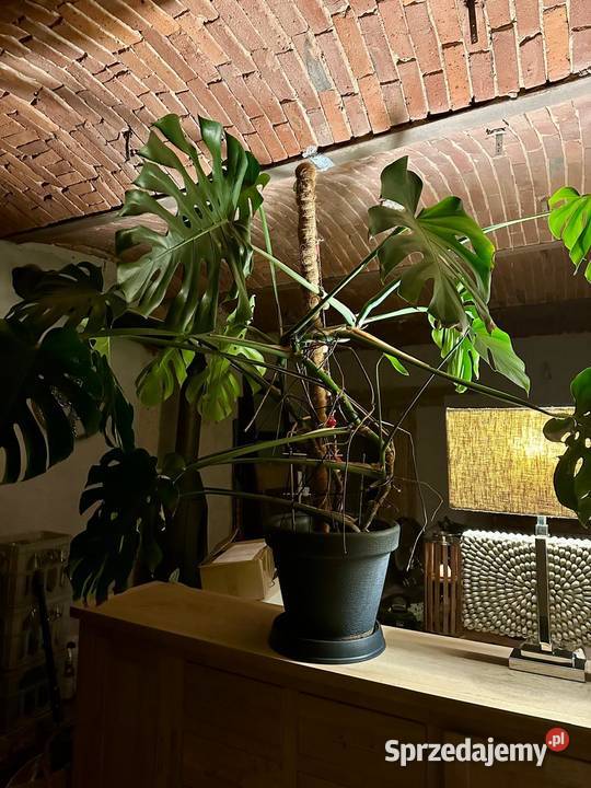 Mieszkanie LOFT pracownia usługi salon przy trasie Bielany Wroclawskie