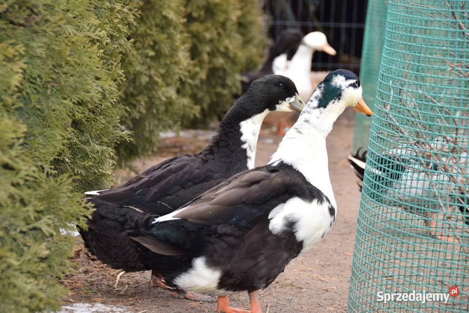 Kaczor dworki Łochów sprzedam