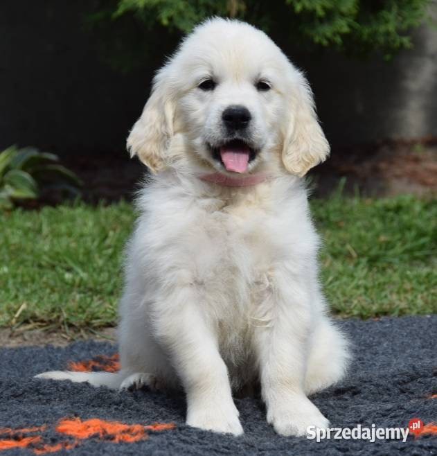 Golden Retriever szczenięta ZKWP FCI Łochów