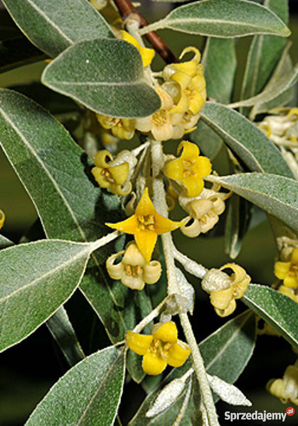 OLIWNIK WĄSKOLISTNY sadzonki w doniczkach kujawsko-pomorskie