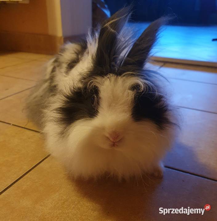 Króliczek królik Teddy karzełek minaturka matka Gryzonie Rajcza