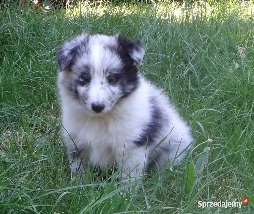 Owczarek szetlandzki sheltie Pozostałe