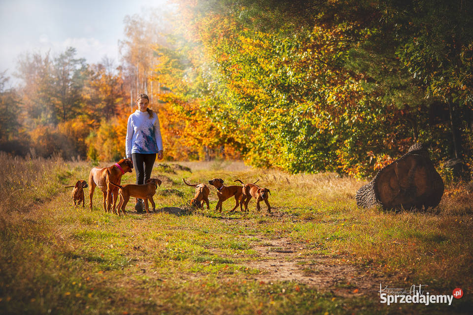 Rhodesian Ridgeback FCI Szemud