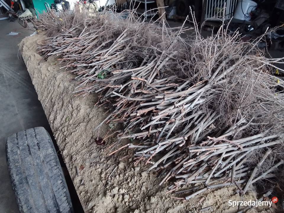 Sadzonki winorosli przerobowej Regent Dornfelder Magierowa Wola