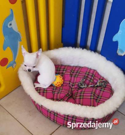 ChihuahuaCziłała śliczny biały piesek Częstochowa