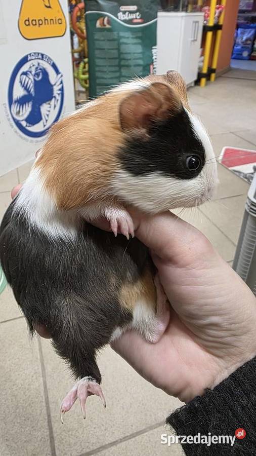 Świnka morska cavia domowa cawia Tarnów