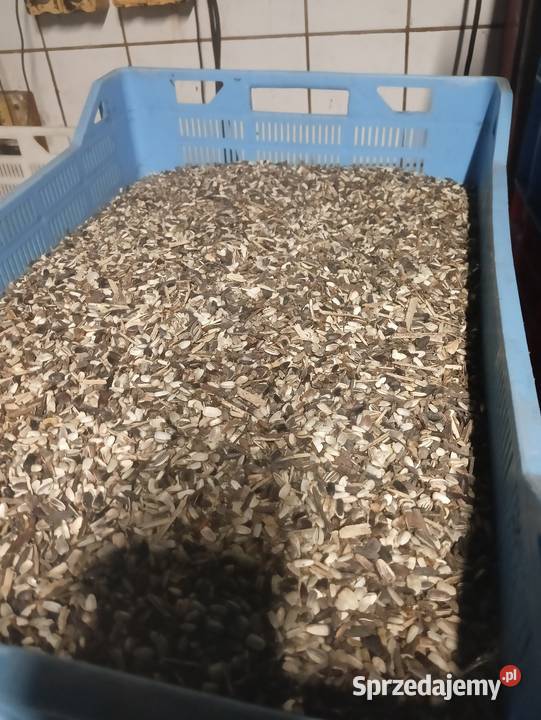 Nasiona słonecznika ozdobny Rzędziszowice