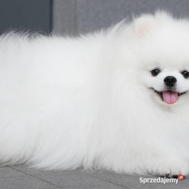 SZPIC MINIATUROWY POMERANIAN PIĘKNE PUCHATE Szpic miniaturowy Warszawa
