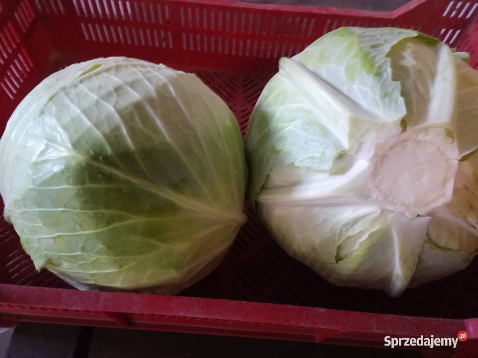 Kapusta do kiszenia Strzeszkowice Duże