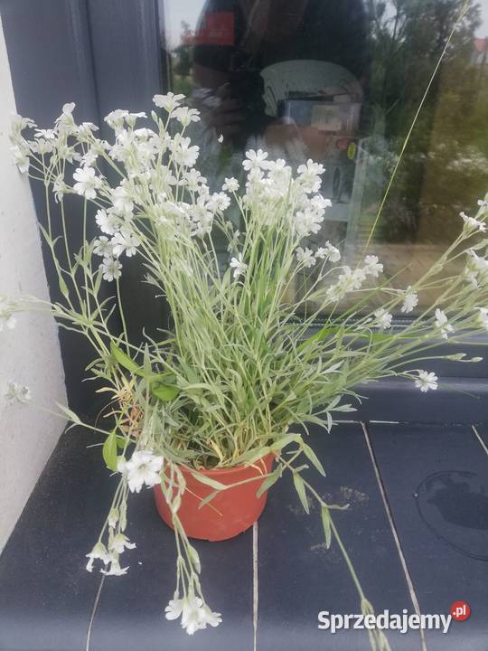 Rogownica kutnerowata szara roślina zadarniająca wielkopolskie