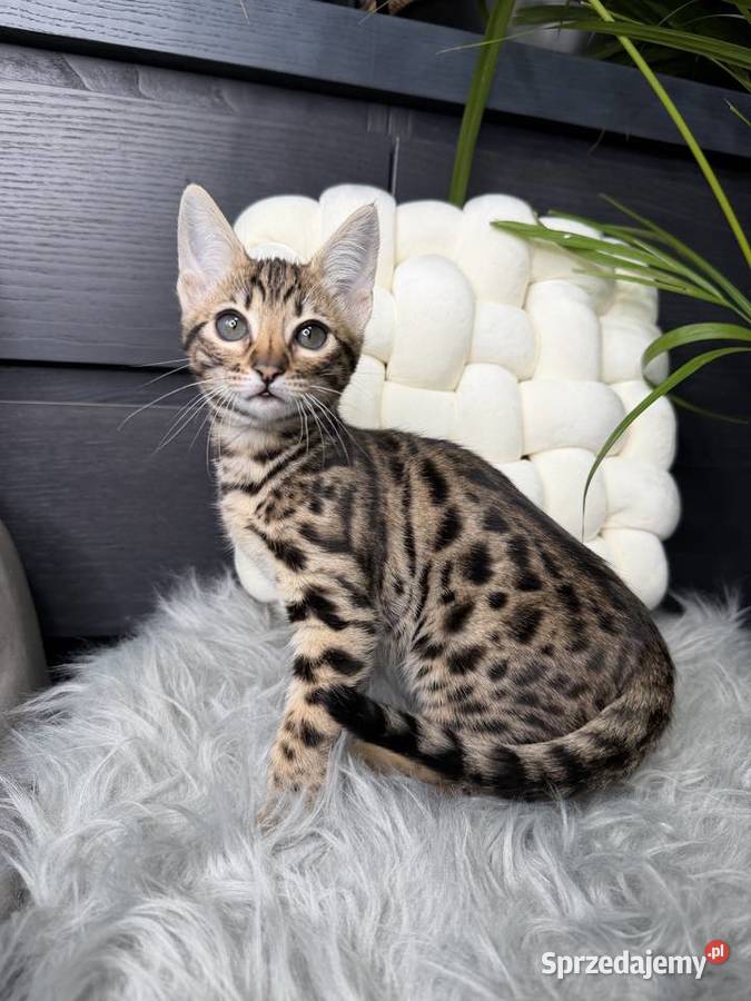 Łagodna samica Savannah F6 małopolskie Kraków