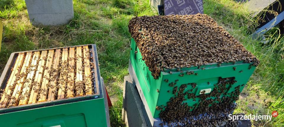 Wczesne ODKŁADY PSZCZELE 2025 R MOCNE ROJE Pszczelarstwo